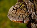 phellinus linteus